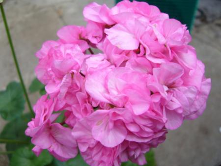 gallery_13006_1400_76109.jpg