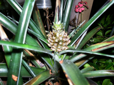 gallery_559_1521_38836.jpg