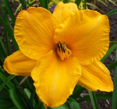 gallery_7131_1370_17653.jpg