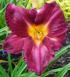 gallery_7131_1370_3470.jpg