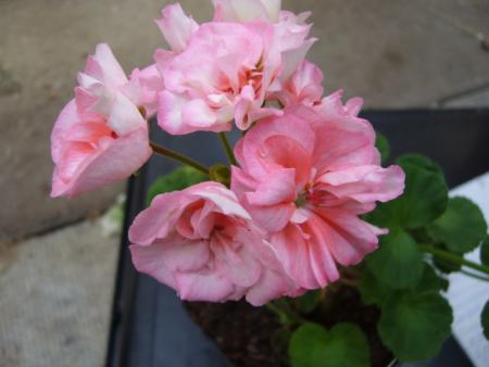 gallery_13006_1400_13358.jpg