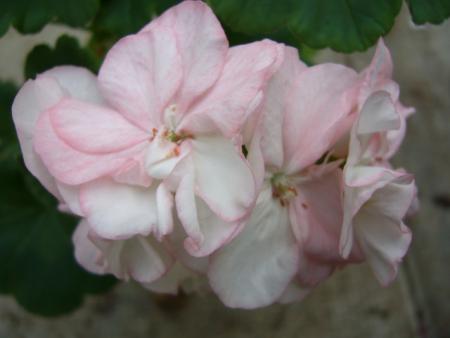 gallery_13006_1400_46061.jpg