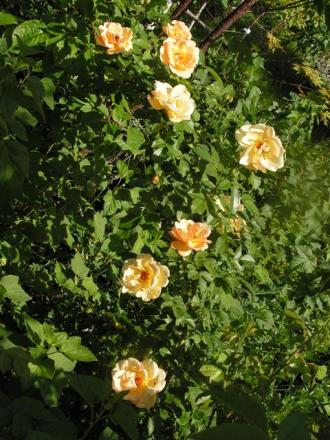 gallery_387_1523_34880.jpg
