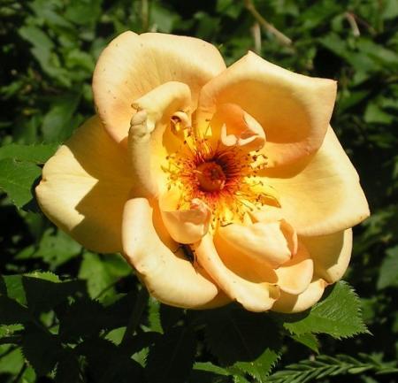 gallery_387_1523_50428.jpg