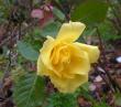 tn_gallery_387_1505_24068.jpg