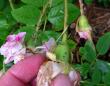tn_gallery_387_1522_37777.jpg