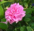 tn_gallery_387_1522_4335.jpg
