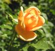 tn_gallery_387_1523_38986.jpg
