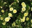 tn_gallery_387_1523_46663.jpg