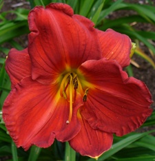 gallery_7131_1370_12409.jpg