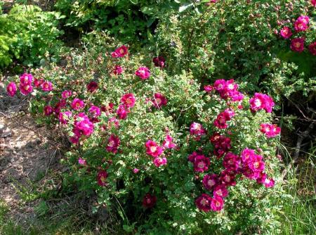 gallery_387_1524_116204.jpg