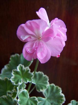 gallery_9779_1525_1895.jpg