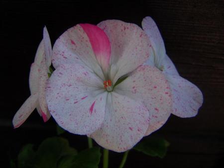 gallery_9779_1525_34968.jpg