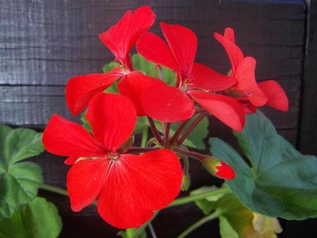 gallery_9779_1525_41740.jpg
