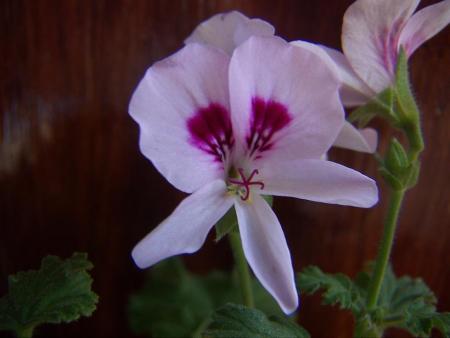 gallery_9779_1525_46401.jpg