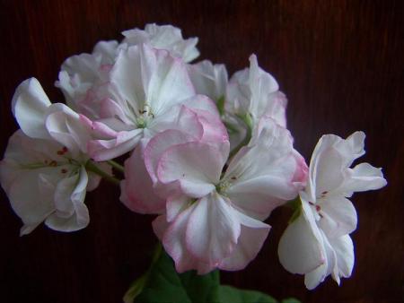 gallery_9779_1525_47509.jpg