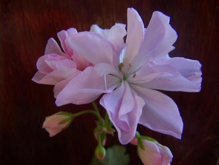 gallery_9779_1525_51234.jpg