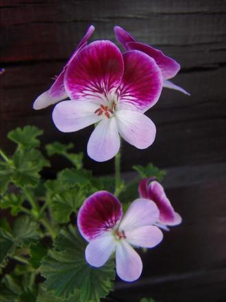 gallery_9779_1525_67277.jpg