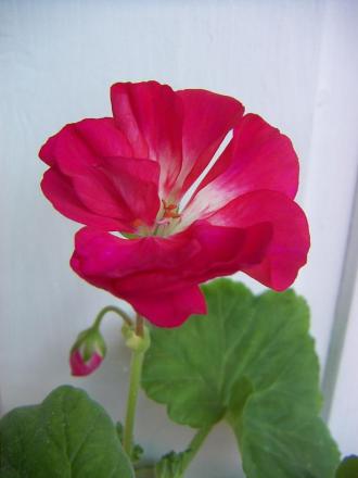 gallery_9779_1525_7510.jpg