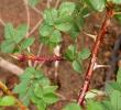 tn_gallery_387_1523_27161.jpg