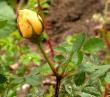 tn_gallery_387_1523_49064.jpg