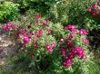 tn_gallery_387_1524_116204.jpg