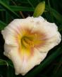 tn_gallery_7131_1370_7414.jpg