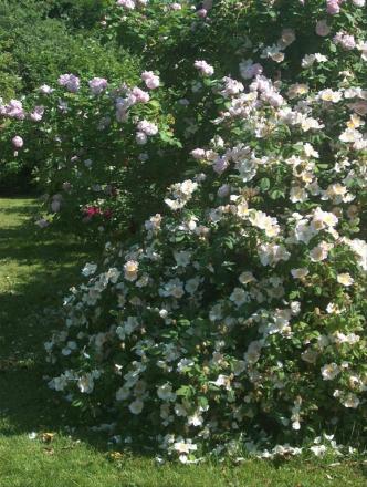 gallery_13105_1529_101265.jpg