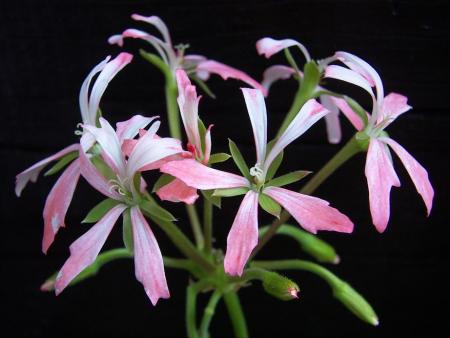 gallery_9779_1525_57931.jpg