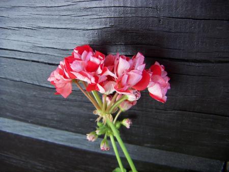 gallery_9779_1525_122574.jpg
