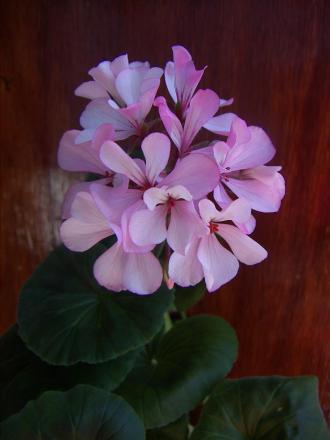 gallery_9779_1525_22713.jpg