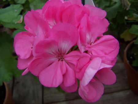 gallery_9779_1525_24234.jpg