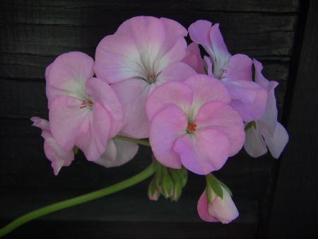 gallery_9779_1525_31160.jpg