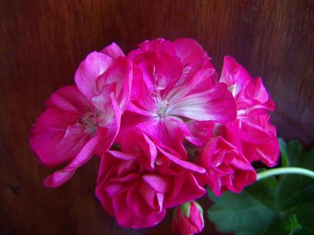 gallery_9779_1525_3659.jpg