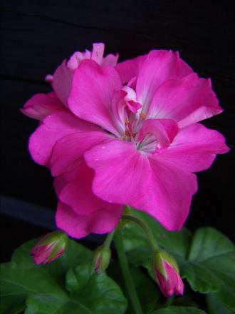 gallery_9779_1525_41711.jpg