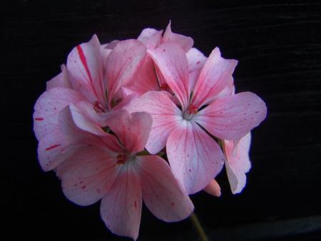 gallery_9779_1525_42487.jpg