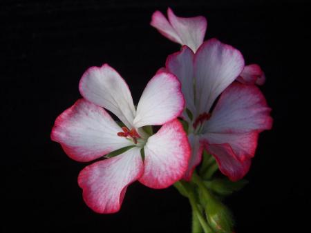 gallery_9779_1525_58877.jpg