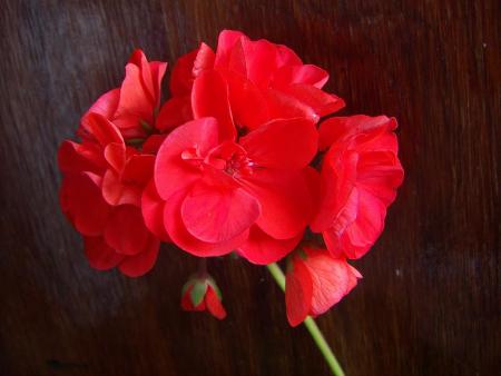 gallery_9779_1525_63308.jpg