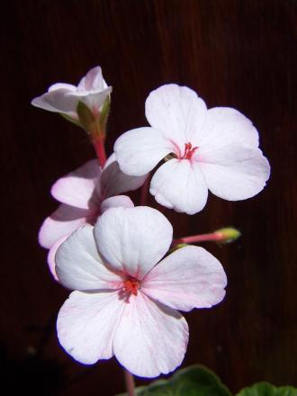 gallery_9779_1525_73935.jpg
