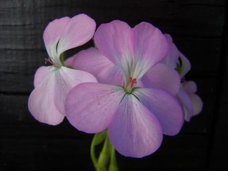 gallery_9779_1525_7584.jpg