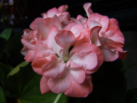 gallery_9779_1525_81034.jpg
