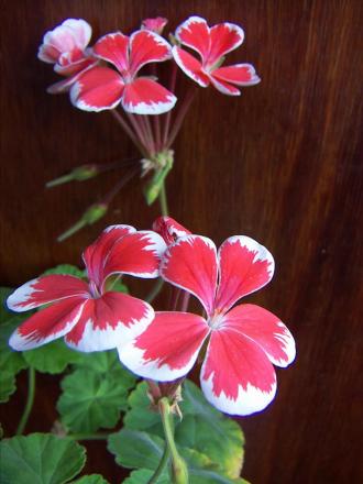 gallery_9779_1525_1027.jpg
