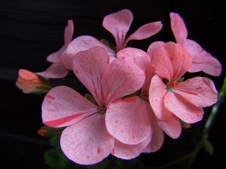 gallery_9779_1525_25663.jpg