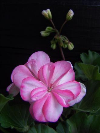gallery_9779_1525_54509.jpg