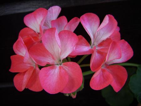 gallery_9779_1525_7862.jpg