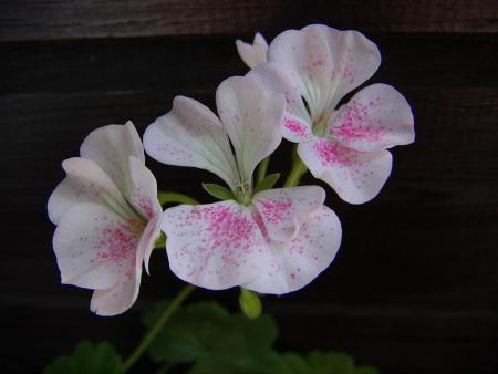 gallery_9779_1525_80598.jpg