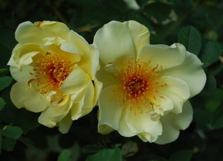 gallery_13105_1529_33779.jpg