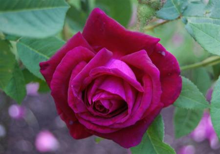 gallery_13105_1529_35775.jpg
