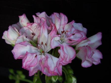 gallery_9779_1525_35916.jpg