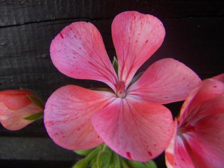 gallery_9779_1525_47977.jpg